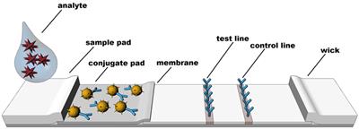 Quantitative Lateral Flow Assays for Salivary Biomarker Assessment: A Review